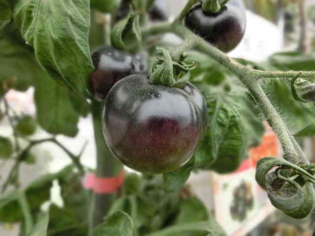 Black Cherry Tomato Disease Resistance