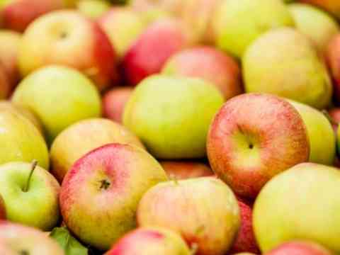 Most Disease Resistant Apple Trees