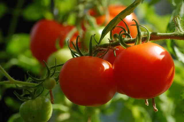 Fungus Resistant Tomato Plants
