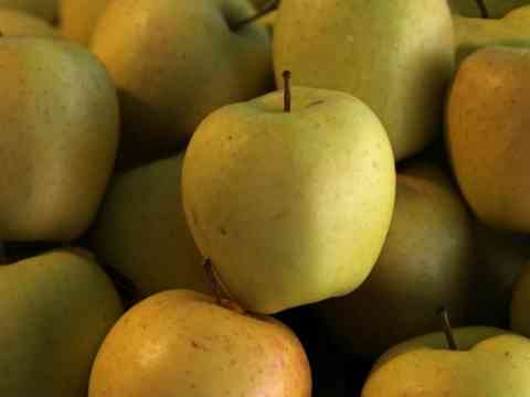 Most Disease Resistant Apple Trees