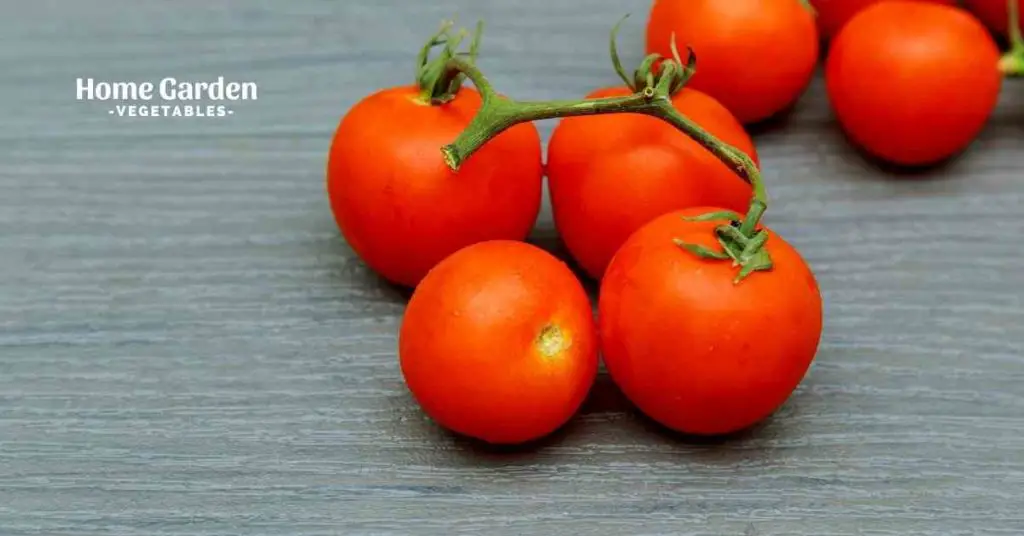 Fungus Resistant Tomato Plants