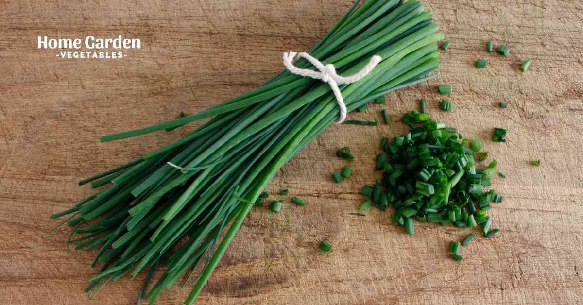 When To Harvest Chives