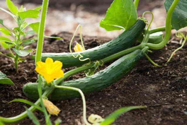 How Much Space Do Cucumbers Need?