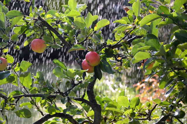 How Much Water Does An Apple Tree Need