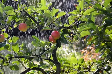 Скільки води повинні отримувати плодові дерева