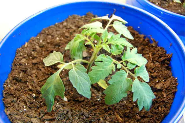 How To Grow Tomatoes From Tomatoes