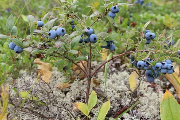 How To Make Acidic Soil For Blueberries