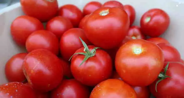 Best Greenhouse Tomatoes Varieties