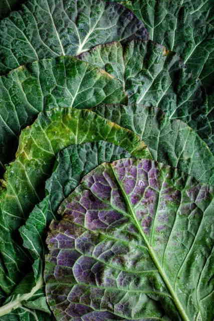 Black Spots On Kale Safe To Eat
