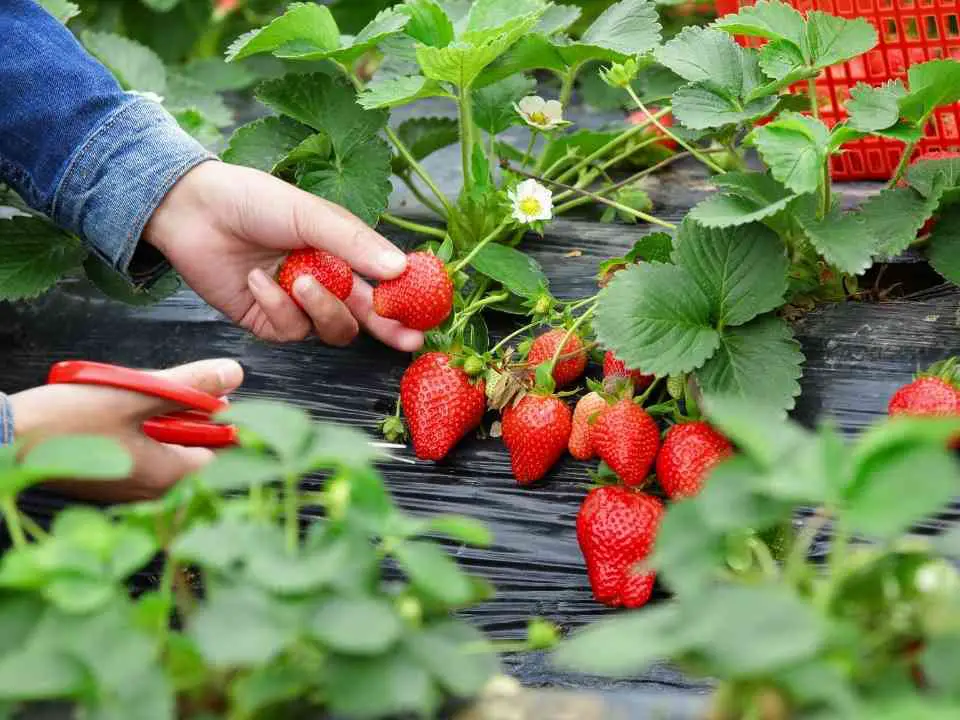Can You Grow Strawberries In a Tomato Grow Bag