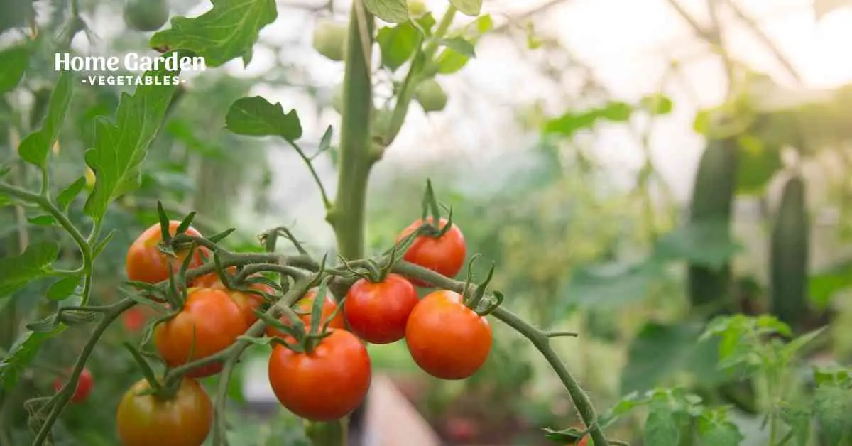 Best Greenhouse Tomatoes Varieties