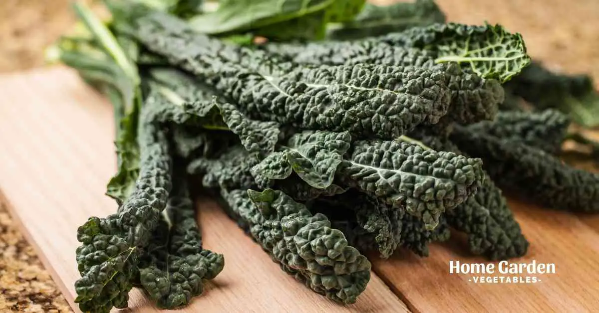 Black Spots On Kale Safe To Eat