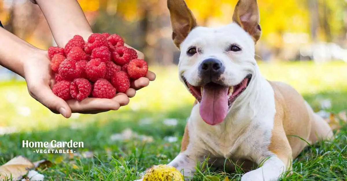Can Dogs Eat Raspberries