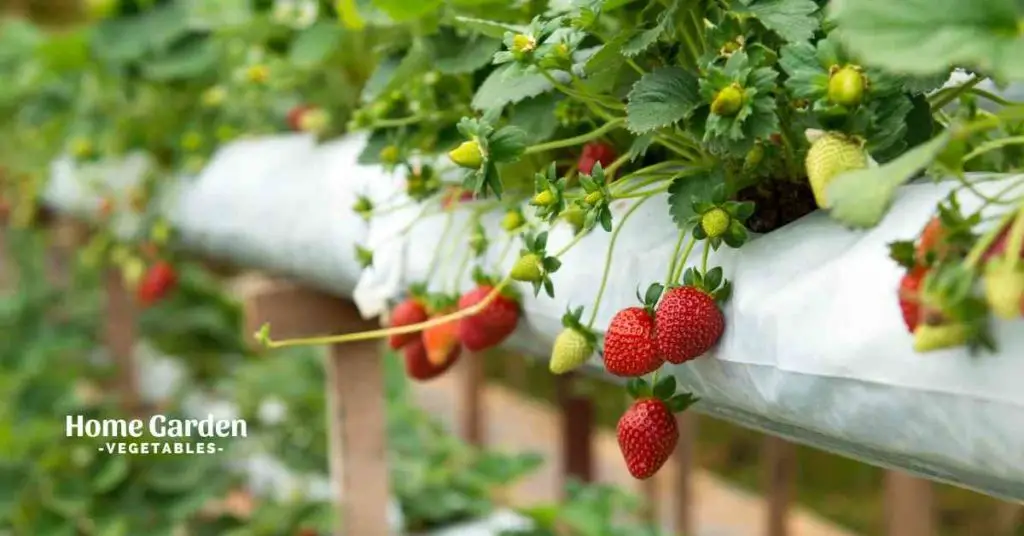 Can You Grow Strawberries In a Tomato Grow Bag