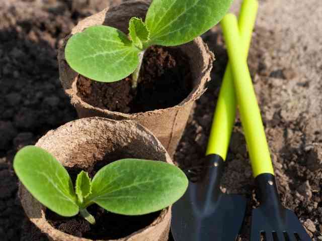 How To Grow Squash In Containers
