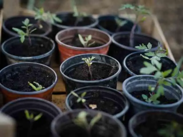 How Deep To Plant Tomato Seeds