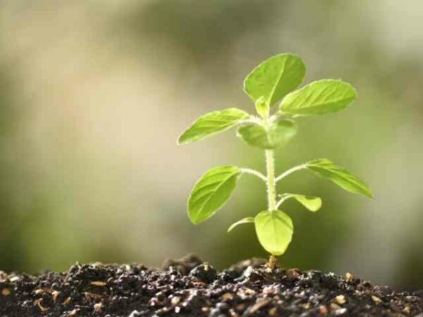 how-long-does-it-take-basil-seeds-to-sprout-home-garden-vegetables