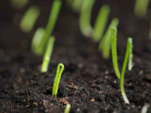 How Long Does It Take To Germinate Onion Seeds - Home Garden Vegetables