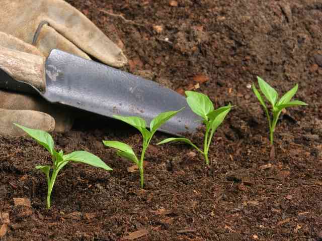 How To Germinate Sweet Pepper Seeds