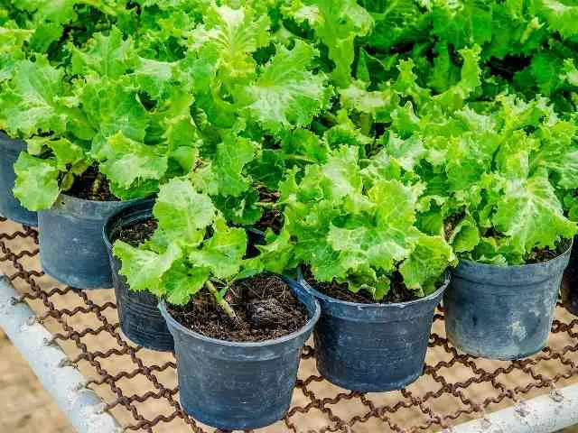 How to Plant Lettuce Seeds In Pots