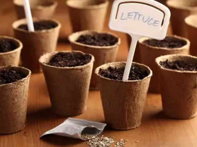 How to Plant Lettuce Seeds In Pots