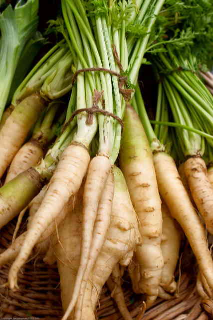 What Do Parsnips Look Like