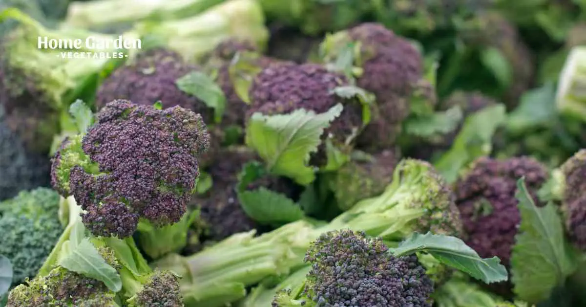 When to Harvest Purple Broccoli?