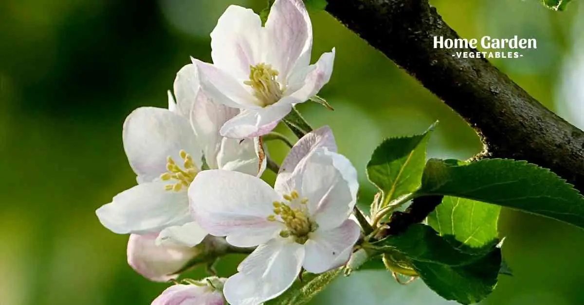 How to Pollinate Apple Trees