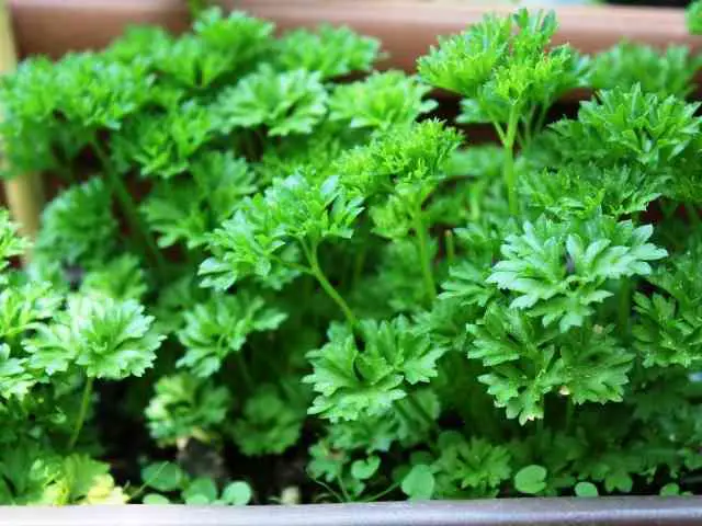How Long Does Parsley Take to Germinate