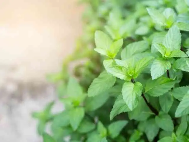 How to Pick Mint
