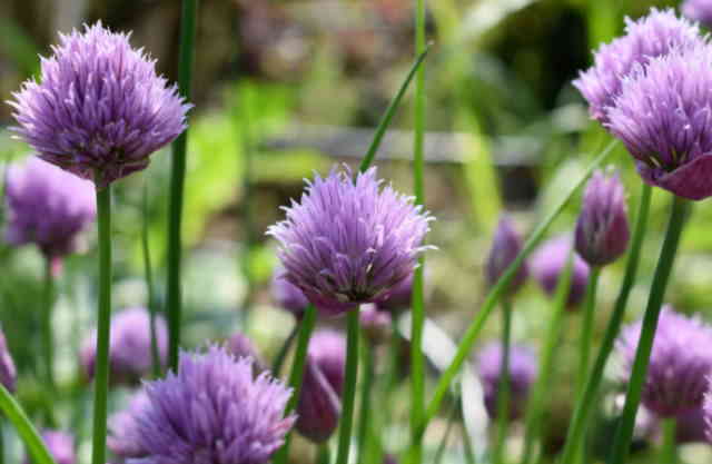 Can You Eat Chive Flowers