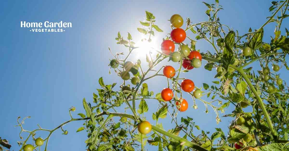 Do Tomato Plants Need Full Sun