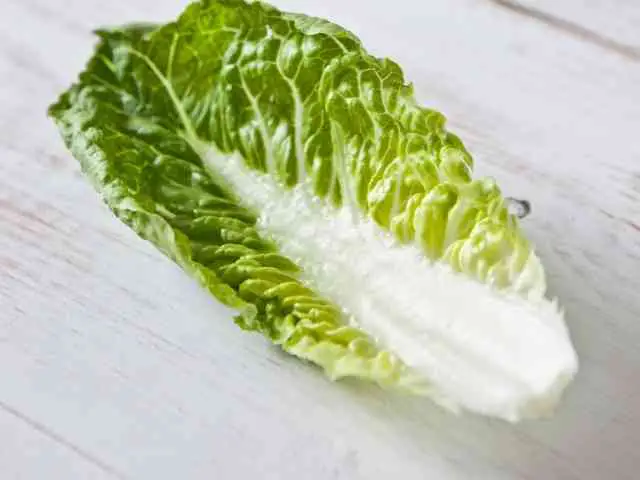 How Many Types of Lettuce Are There