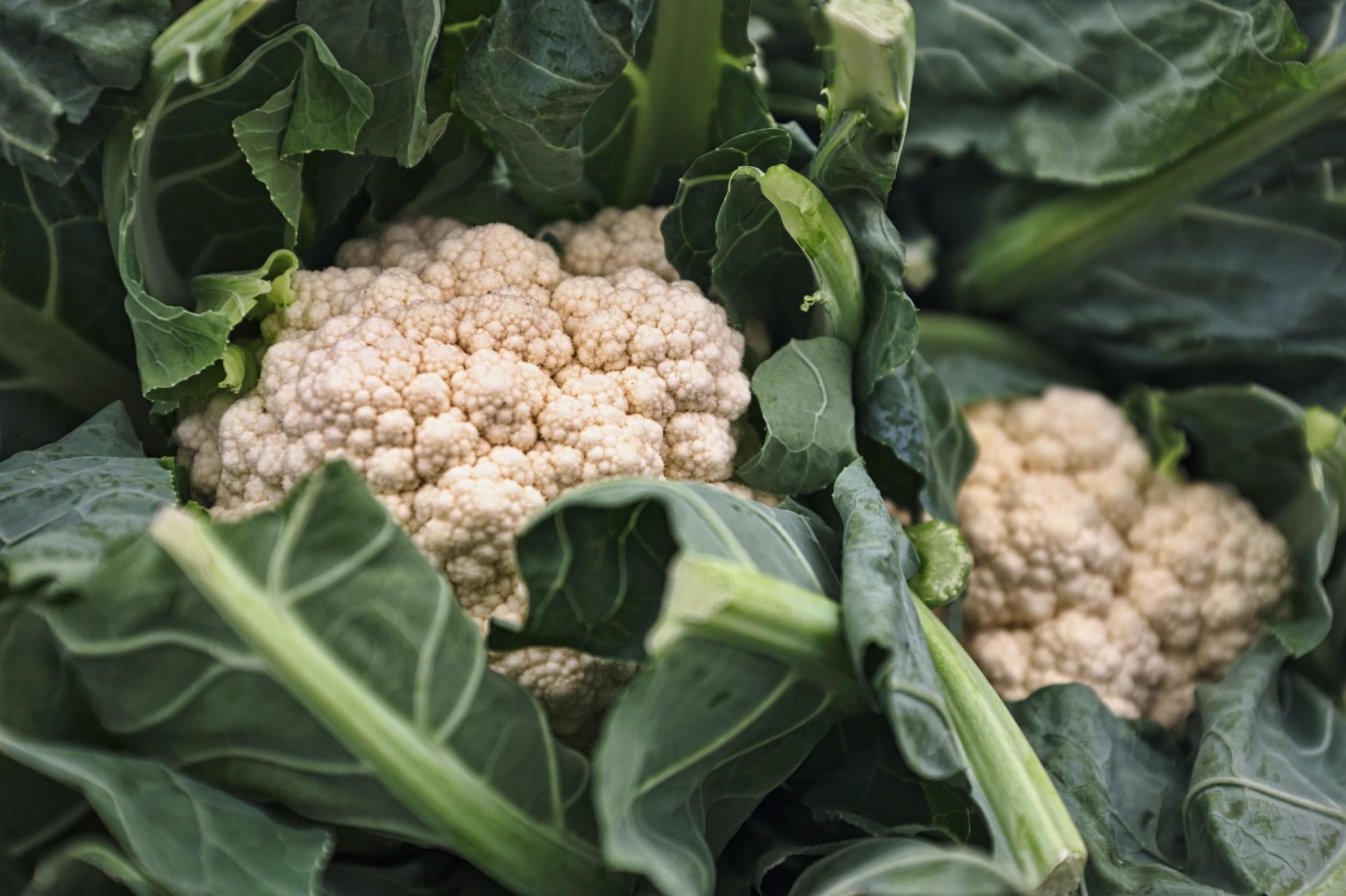 How Many Cauliflowers Per Plant Home Garden Vegetables   Cauliflower Per Plant 2048x1363 