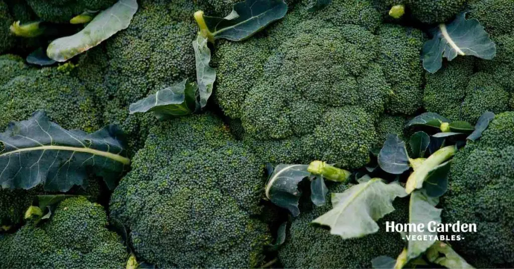 Broccoli Heads