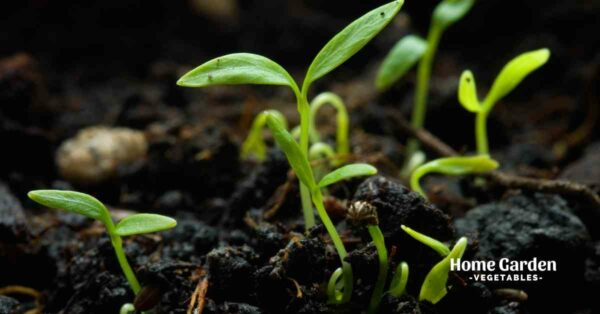 How Long Does it Take for Seeds to Germinate? - Home Garden Vegetables