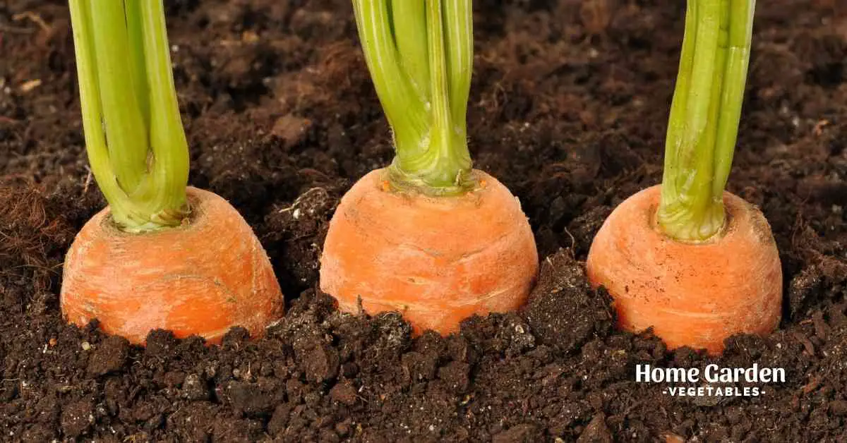 Can growing food really save you money?