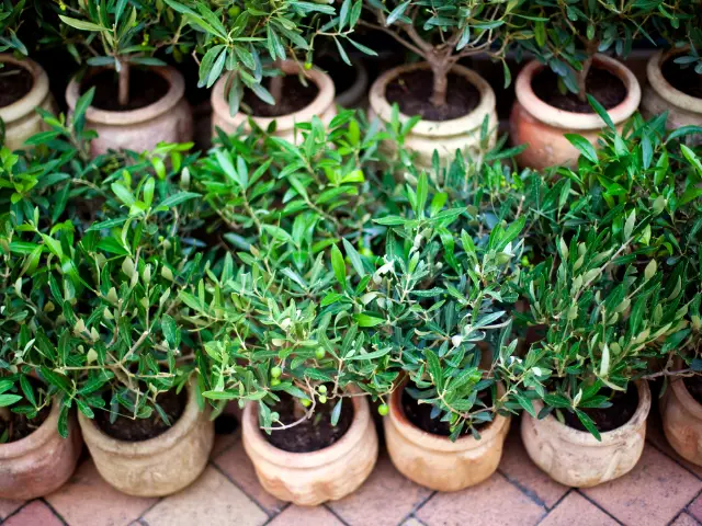 growing Olive Trees in Pots