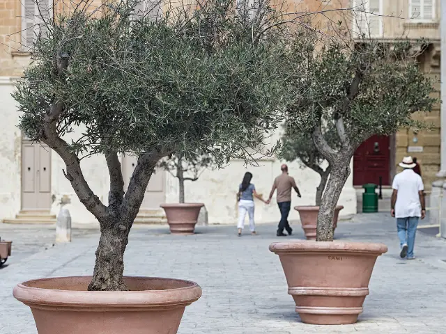 growing Olive Trees in Pots