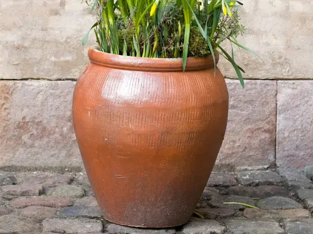 growing Olive Trees in Pots