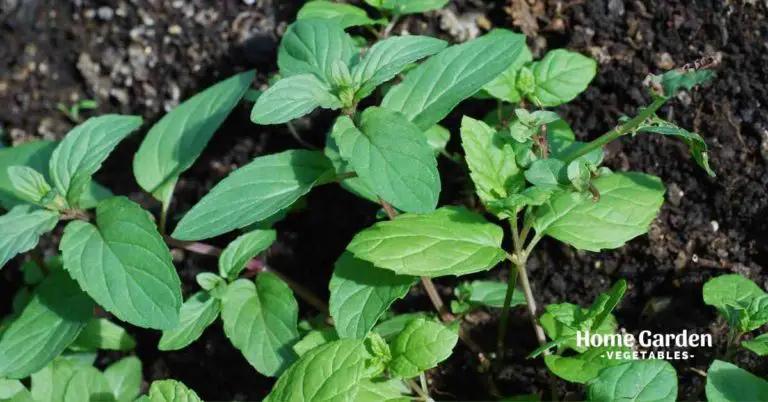 growing-mint-from-cutting-home-garden-vegetables