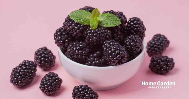 tips-on-how-to-wash-and-clean-blackberries-home-garden-vegetables