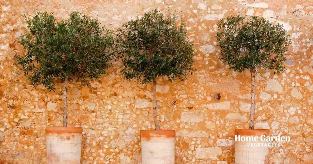 Olive Trees in Pots