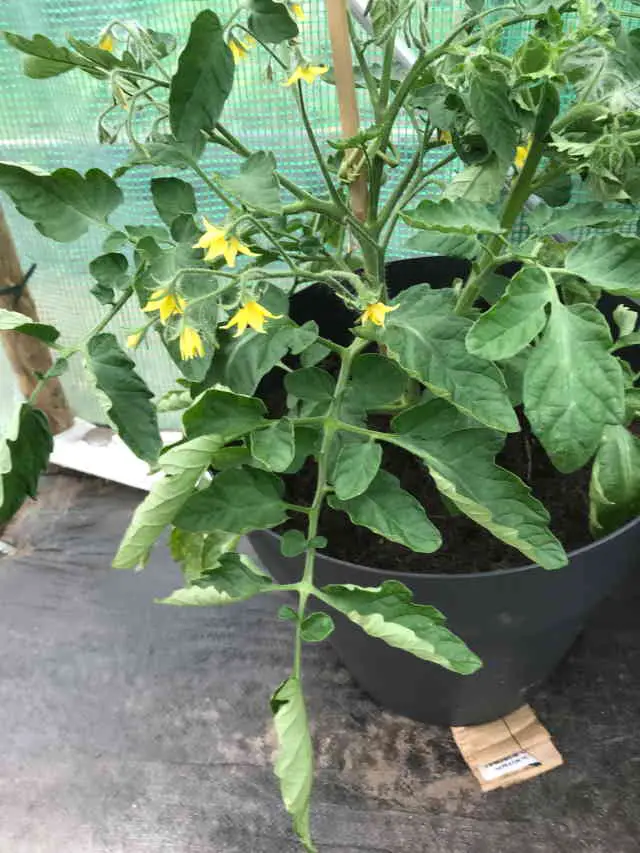 Tomato Plant Leaves Curling