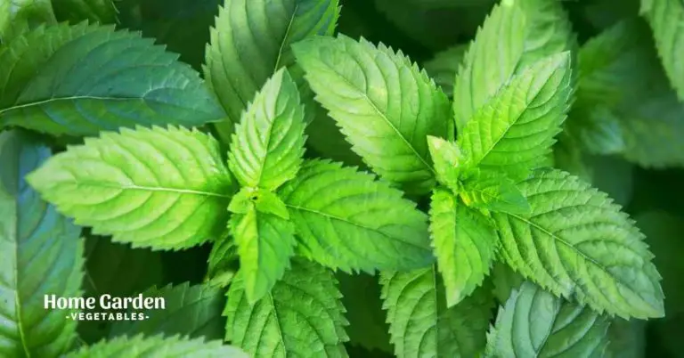 Are Bees Attracted To Mint Plants Home Garden Vegetables