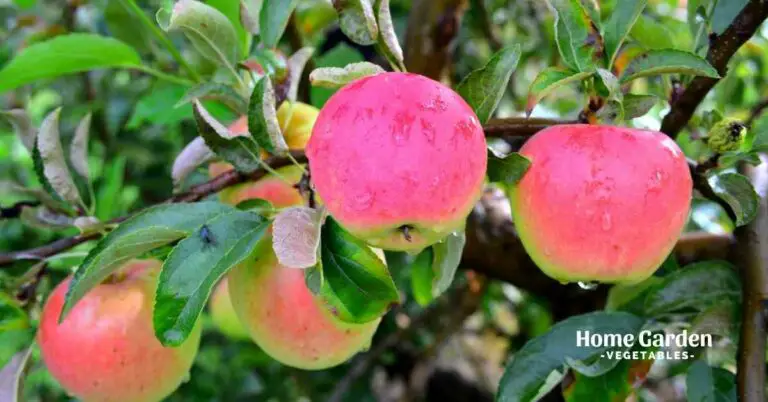 How Big Do Pink Lady Apple Trees Grow Home Garden Vegetables