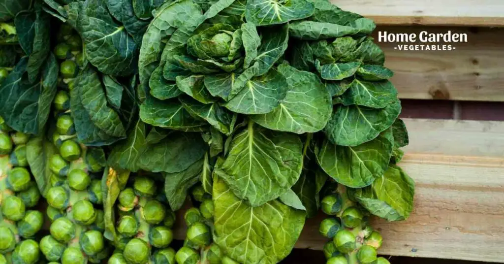 When To Pick Brussels Sprouts
