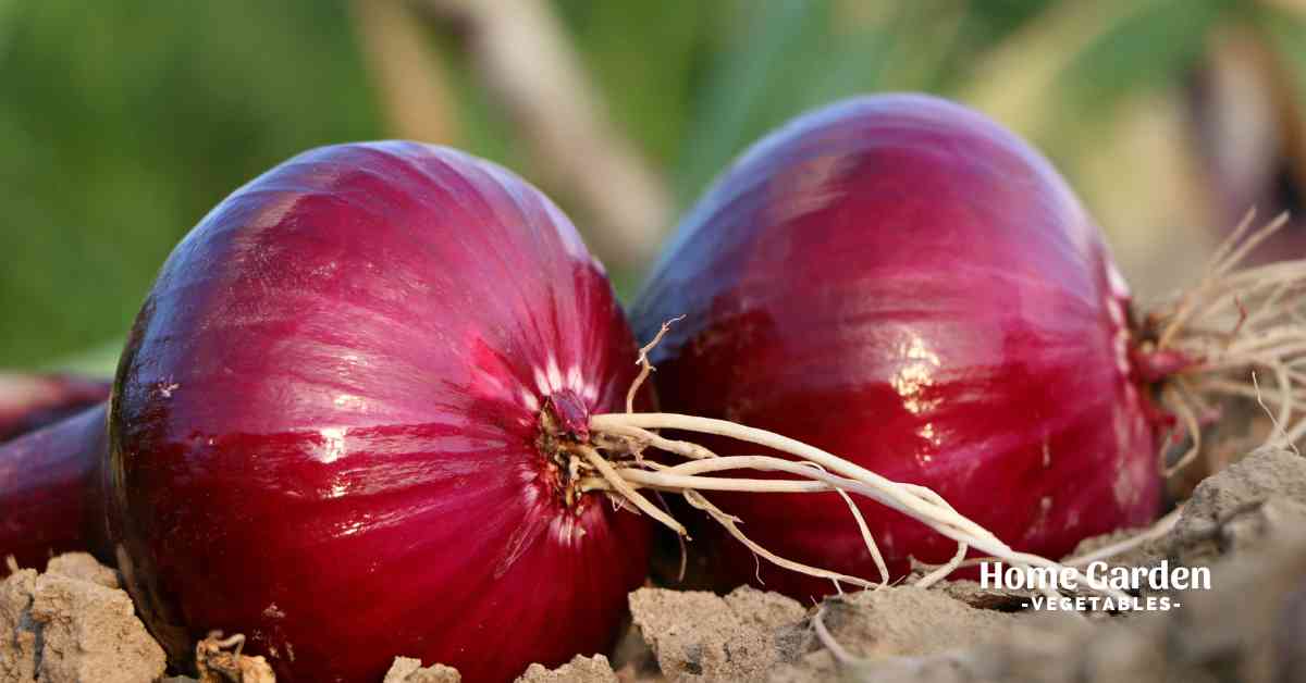 How to plant onions in clay soil