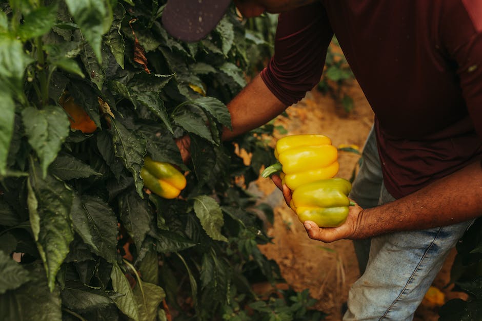 A person delicately picking a ripe bell pepper from a plant