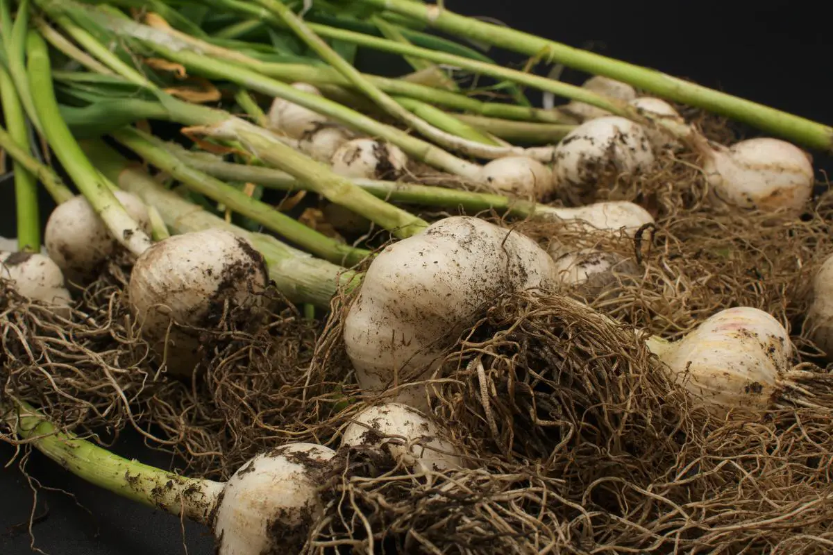 Image of freshly harvested garlic bulbs with the leaves still attached.